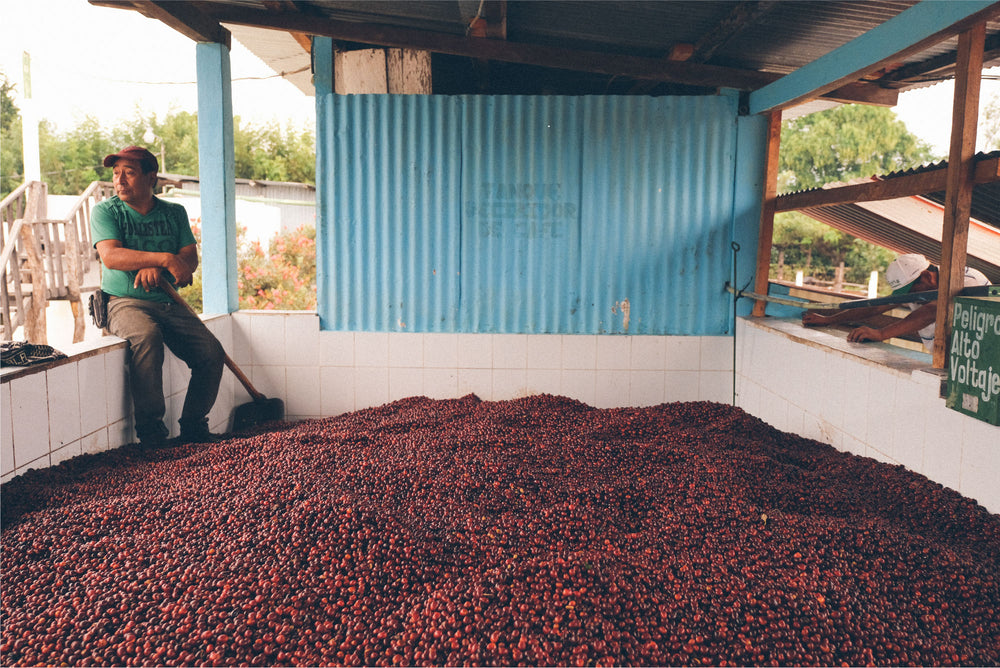So Fresh & So Clean: Washed Coffees